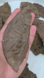 جار هاف مون رويال - Image 3